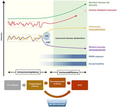 Regulation of Monocyte-Macrophage Responses in Cirrhosis—Role of Innate Immune Programming and Checkpoint Receptors